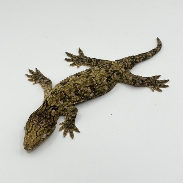 카나와 하이 컬러