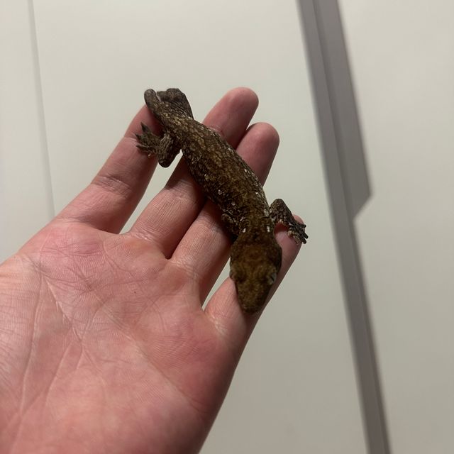 다크
