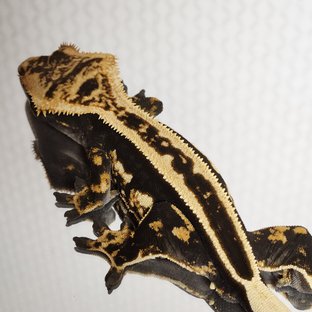 노멀 엠티백 풀핀