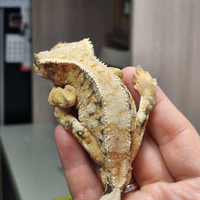 노멀 트라이 드리피 화이트스팟 핀스트라이프