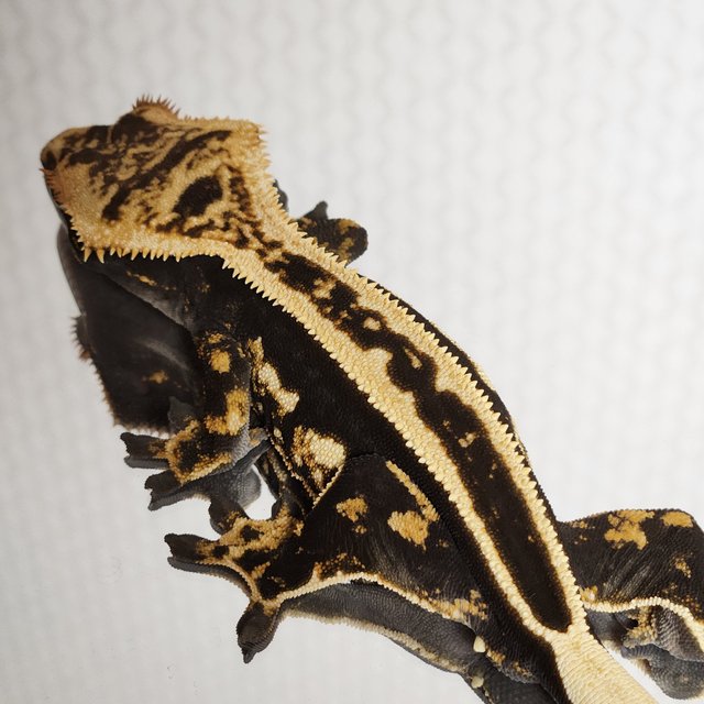 노멀 엠티백 풀핀