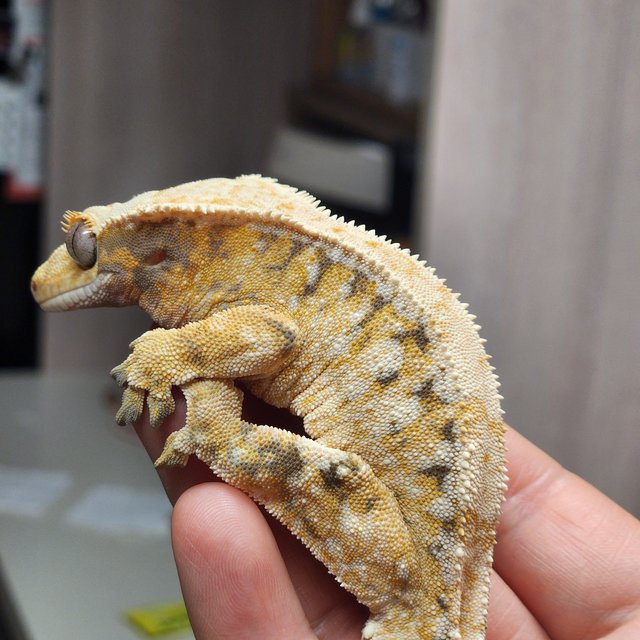 노멀 트라이 드리피 화이트스팟 핀스트라이프