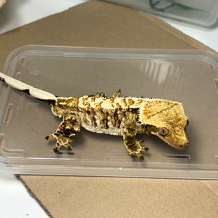 트라이 노멀 익스트림할리퀸