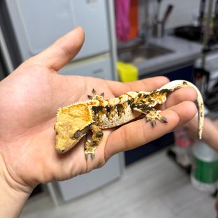 노멀 트라이 익스트림할리퀸