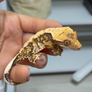 노멀 트라이 익스트림할리퀸