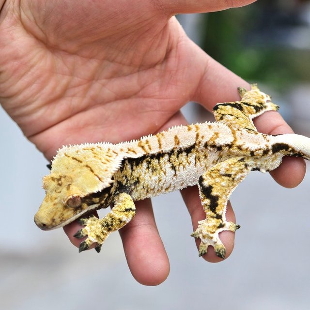 노멀 트라이 익스트림할리퀸