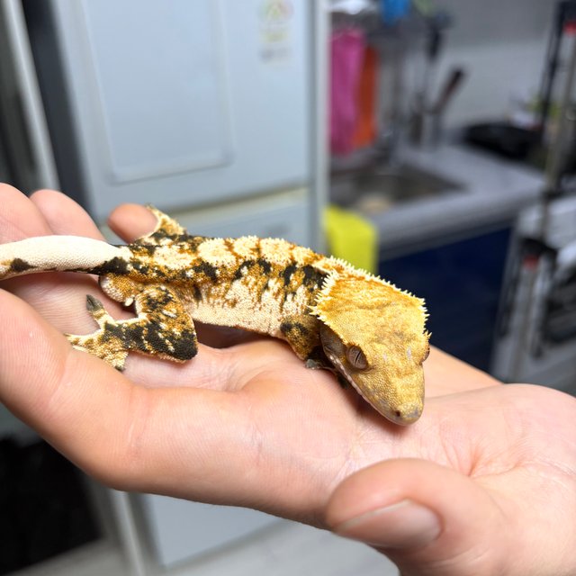 노멀 트라이 익스트림할리퀸