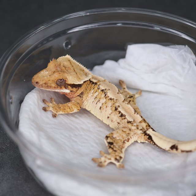 노멀 트라이 익스트림할리퀸