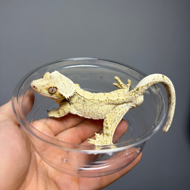 노멀 드리피 화이트스팟