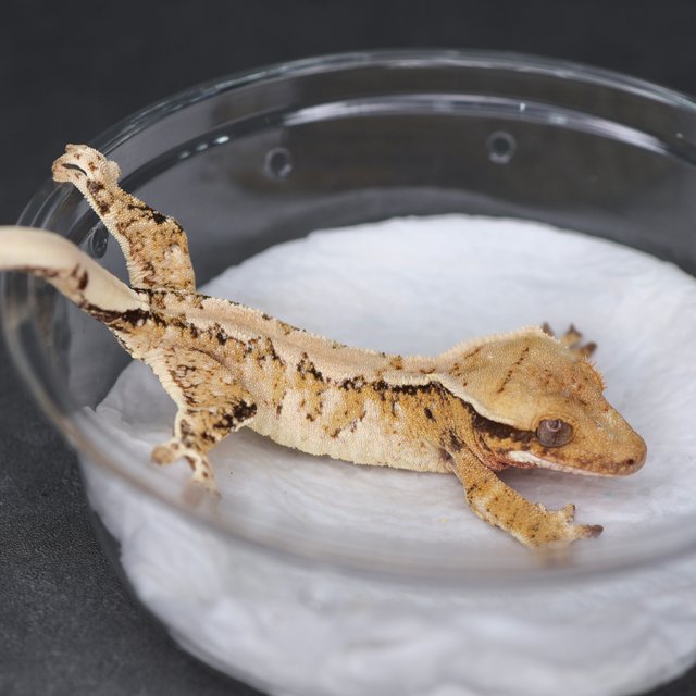 노멀 트라이 익스트림할리퀸