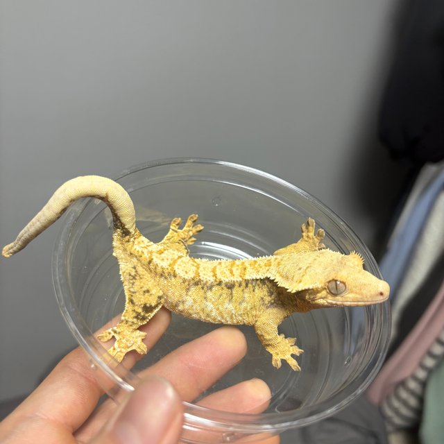 노멀 트라이 익스트림할리퀸