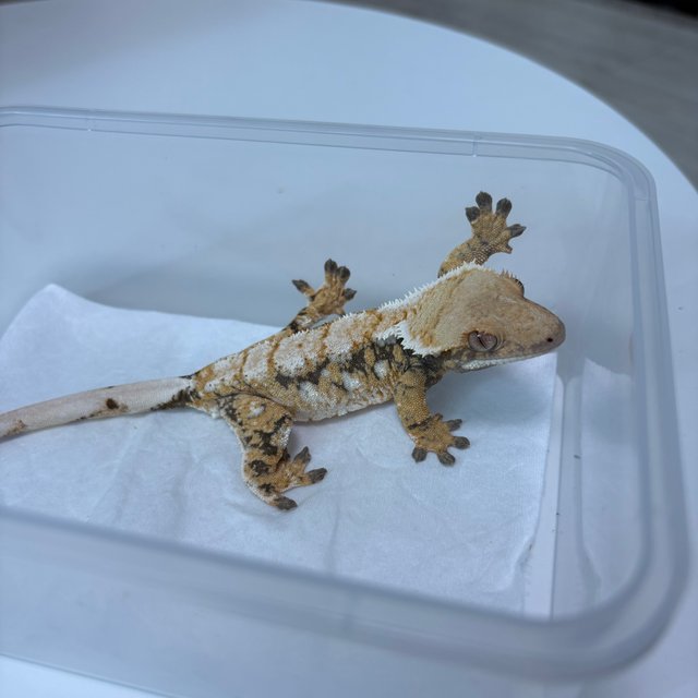 노멀 트라이 익스트림할리퀸