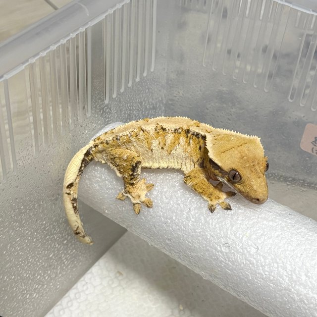 노멀 트라이 익스트림할리퀸