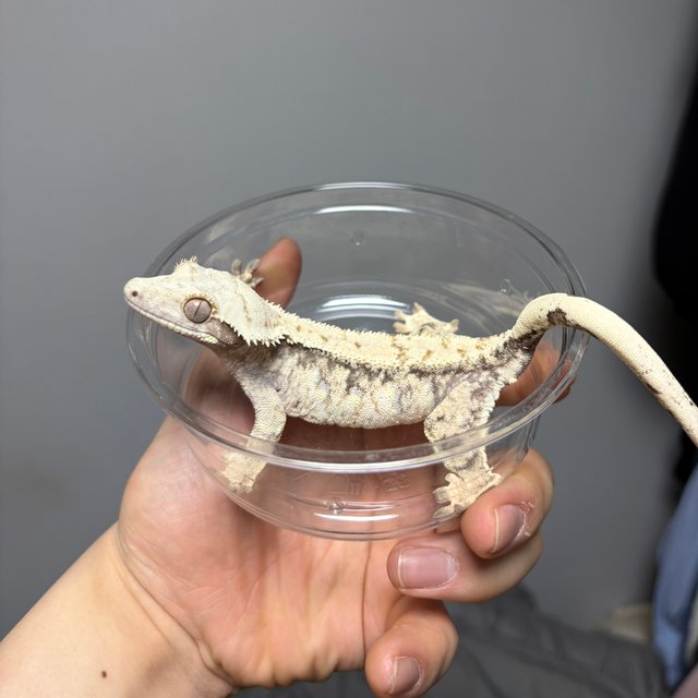 노멀 트라이 익스트림할리퀸