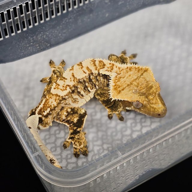 노멀 트라이 익스트림할리퀸