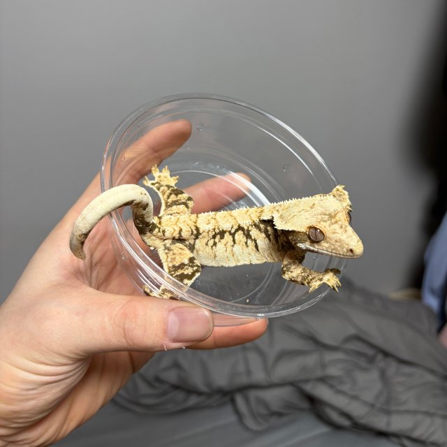 노멀 트라이 익스트림할리퀸