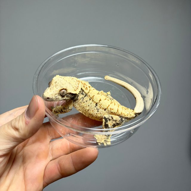 노멀 트라이 익스트림할리퀸