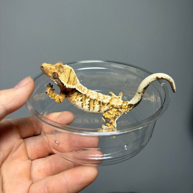 노멀 트라이 익스트림할리퀸