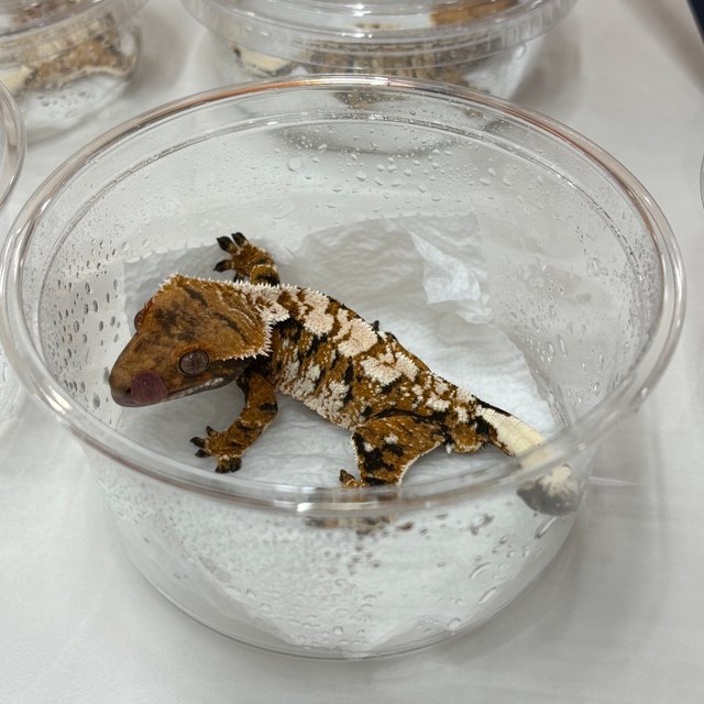 노멀 트라이 익스트림할리퀸 텐저린