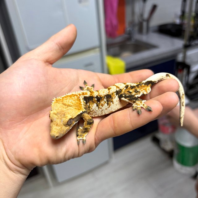 노멀 트라이 익스트림할리퀸