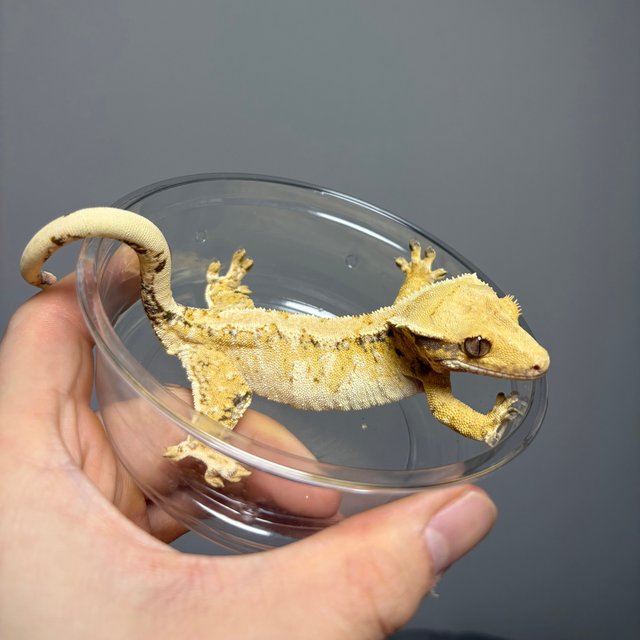 노멀 트라이 익스트림할리퀸