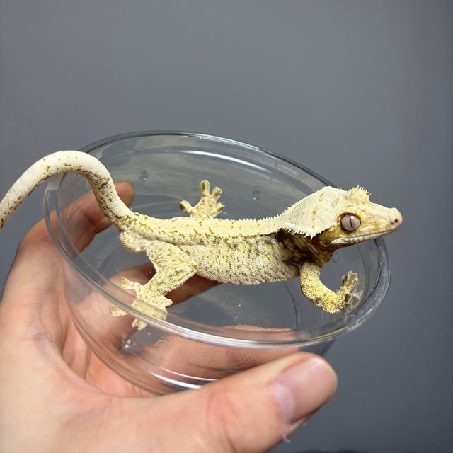 노멀 드리피 화이트스팟