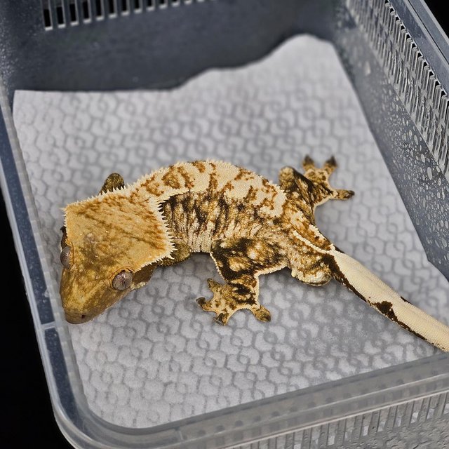 노멀 트라이 익스트림할리퀸