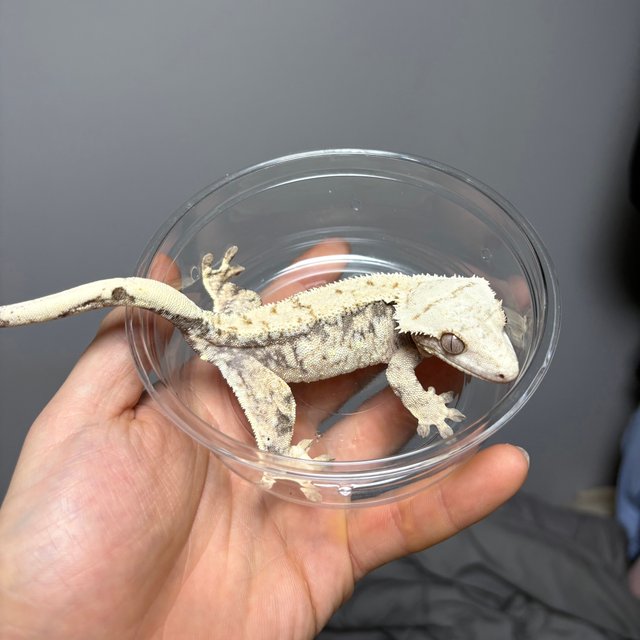 노멀 트라이 익스트림할리퀸