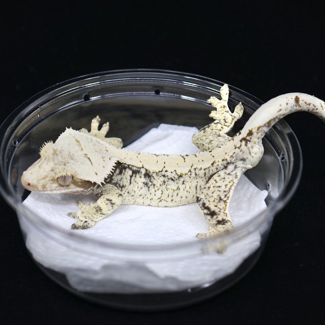 노멀 드리피 화이트스팟