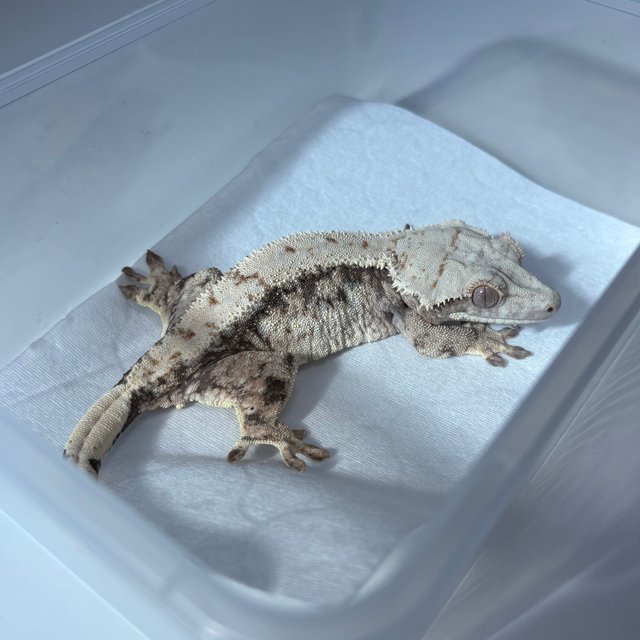 노멀 트라이 익스트림할리퀸