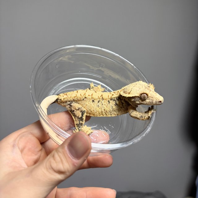 노멀 트라이 익스트림할리퀸