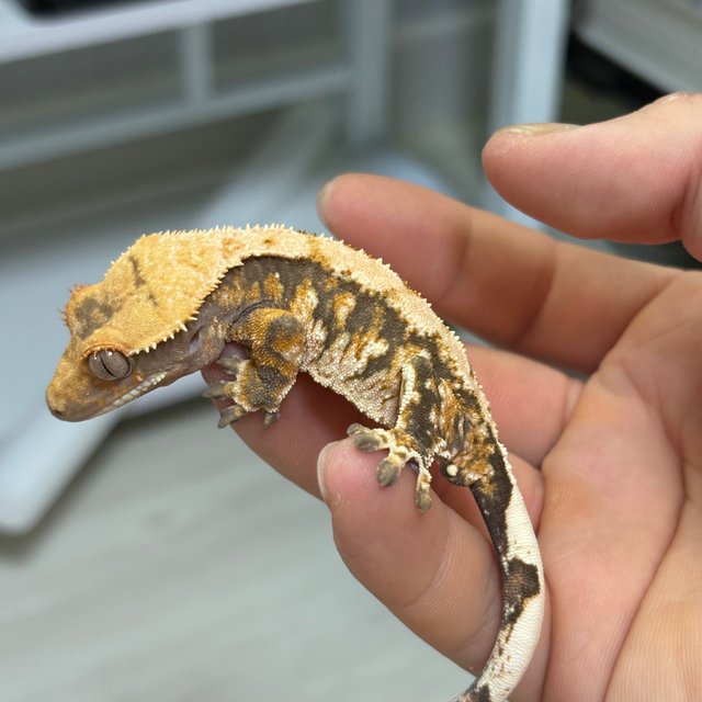 노멀 트라이 익스트림할리퀸