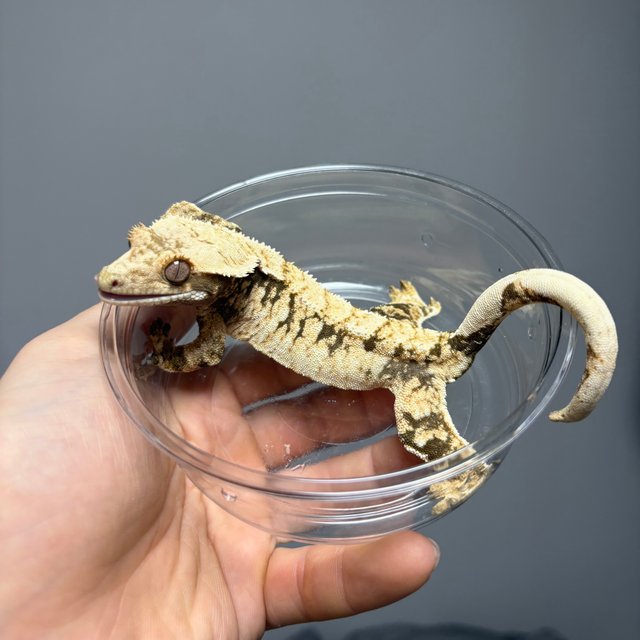 노멀 트라이 익스트림할리퀸