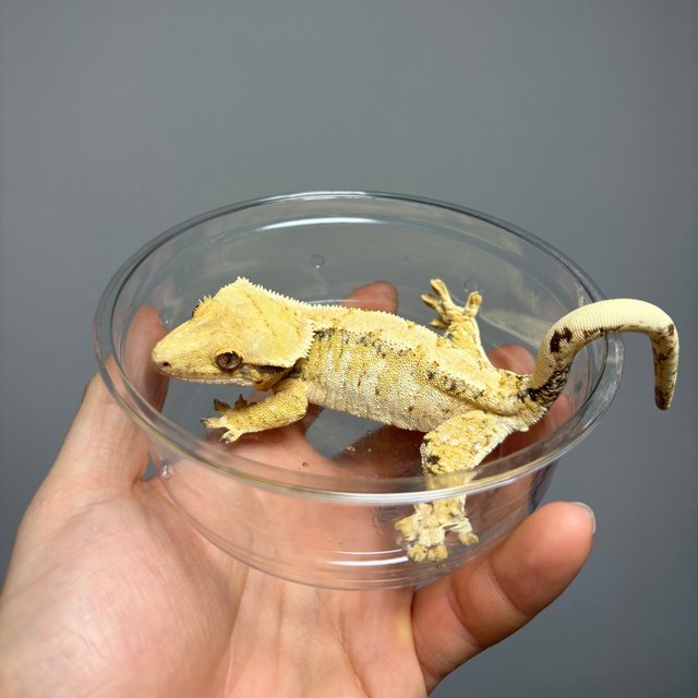 노멀 트라이 익스트림할리퀸