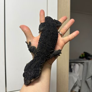 프리델 레드멜