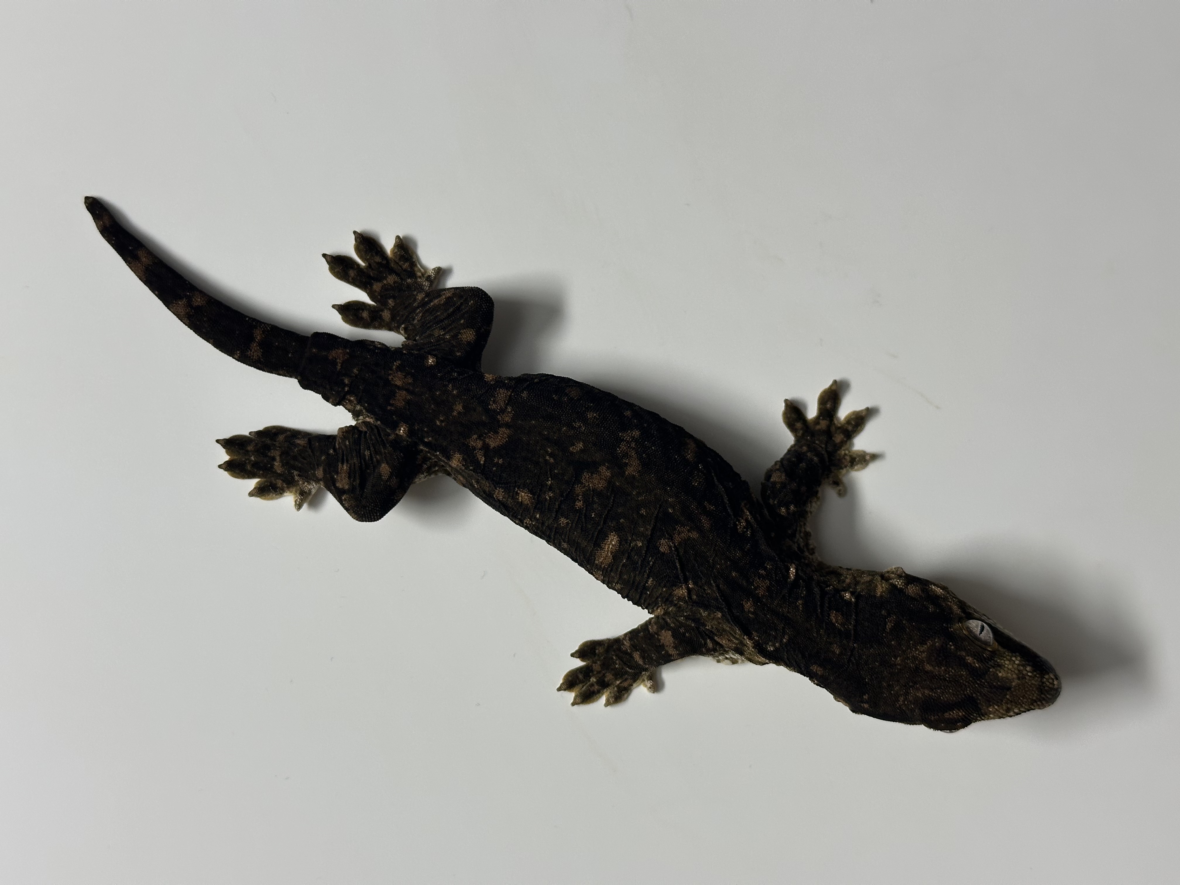 gecokocrocs
