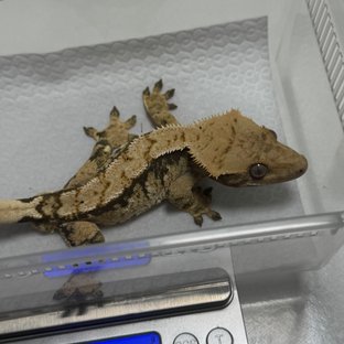 트라이 익스트림할리퀸