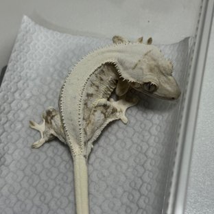 릴리화이트 레드