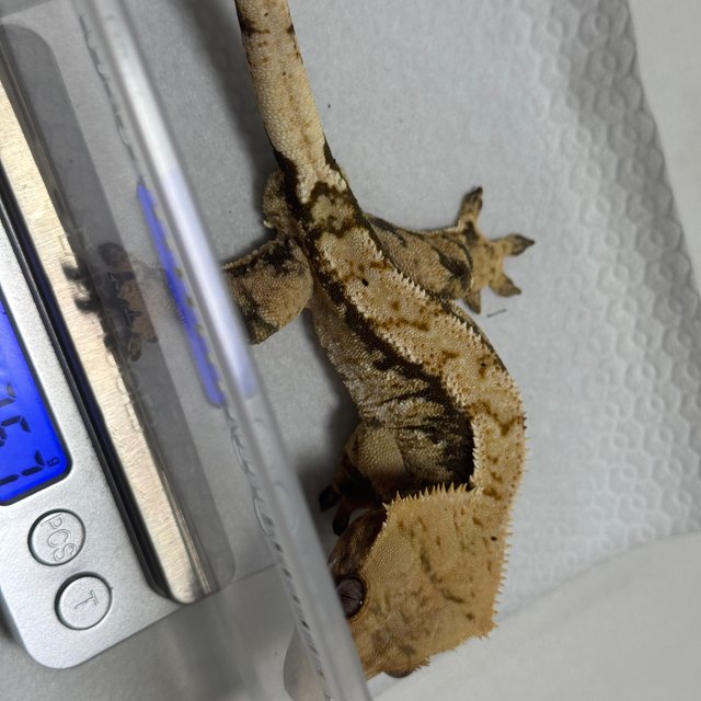 트라이 익스트림할리퀸