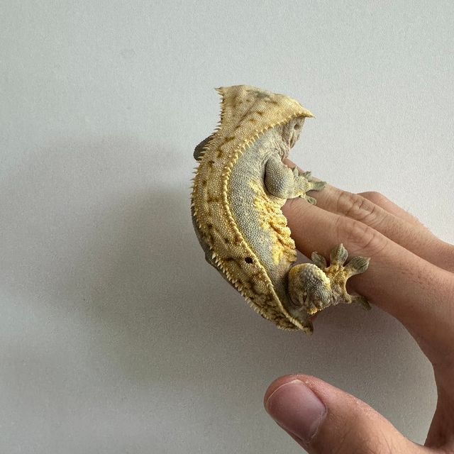 쿼드