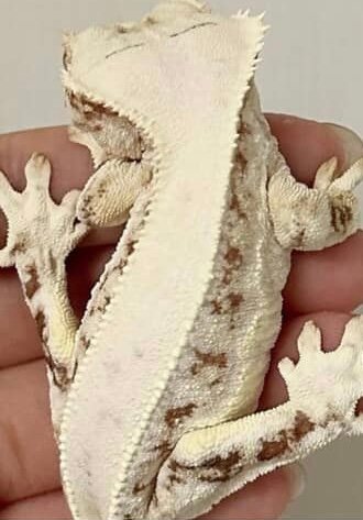 릴리화이트 레드