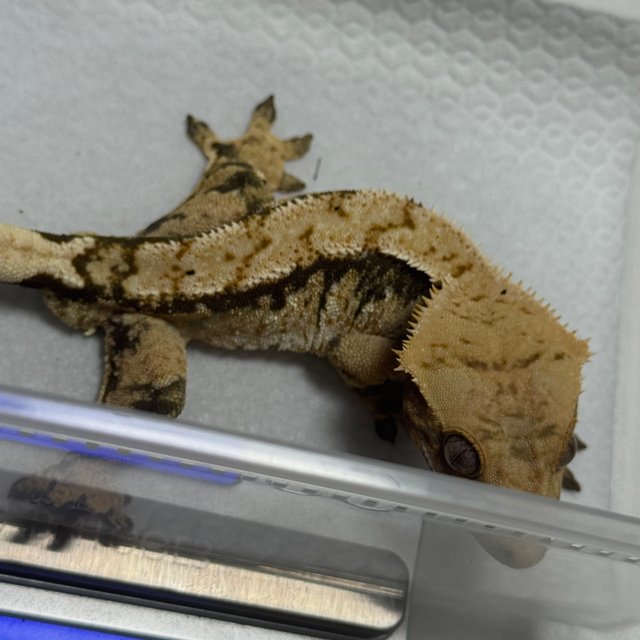 트라이 익스트림할리퀸