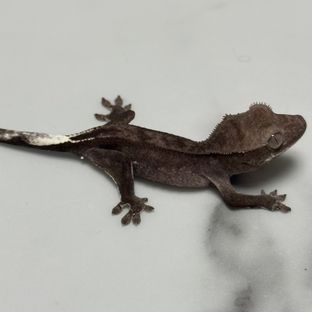 아잔틱