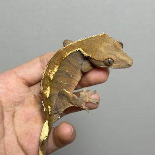 세희