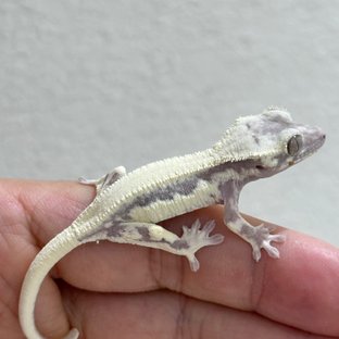 Axanthic LW Sable