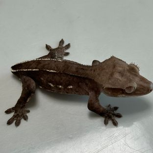 아잔틱