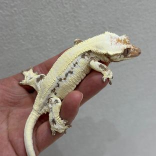단비