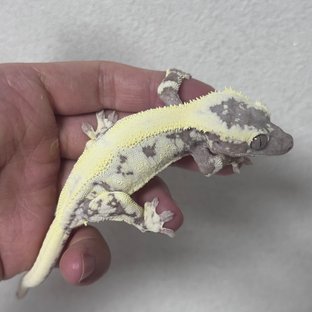 LW Sable Axanthic