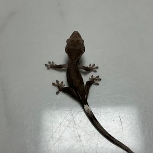 아잔틱