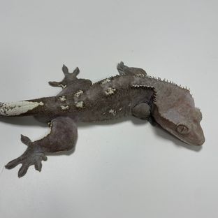 아잔틱